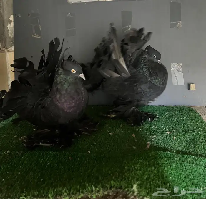 زوج رقاص منتج فاخر 0