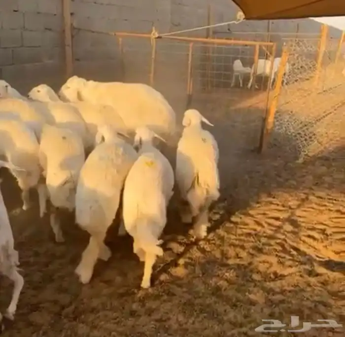 رخال جذعات دفيع مشروطه 1