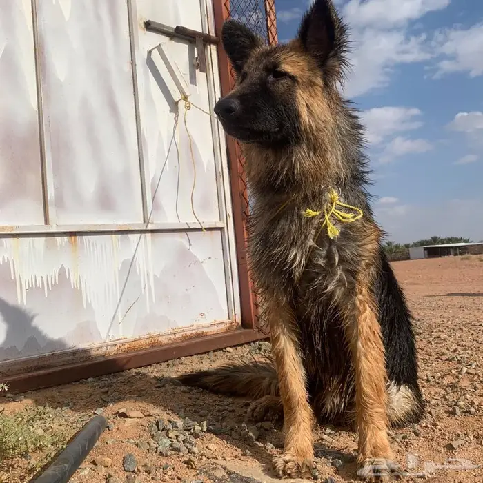 جراء (Malinois   German Shepherd) مستوى عالي 8