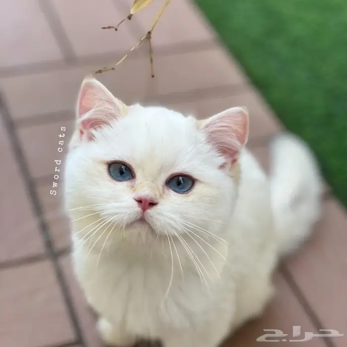 قط ذكر عمر سنه لمحبين الإنتاج للبيع 4