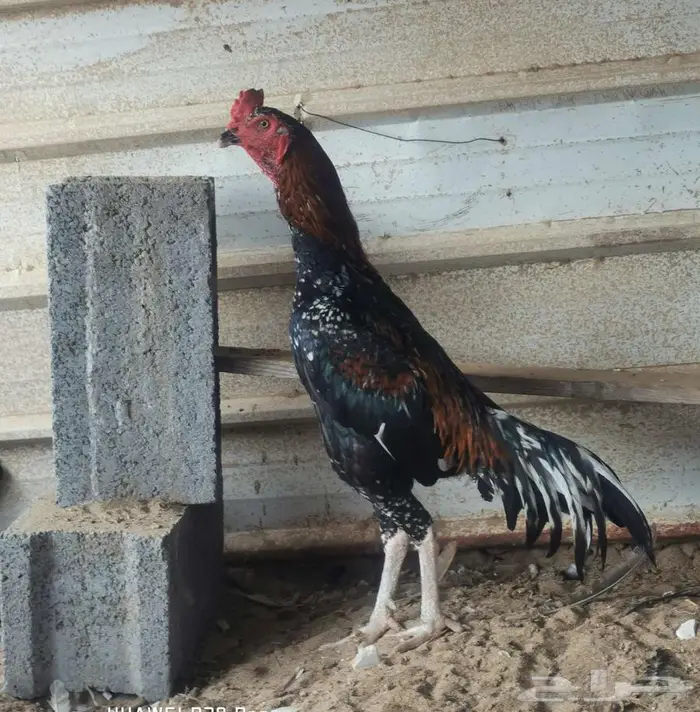 ديك سندي بيور 1