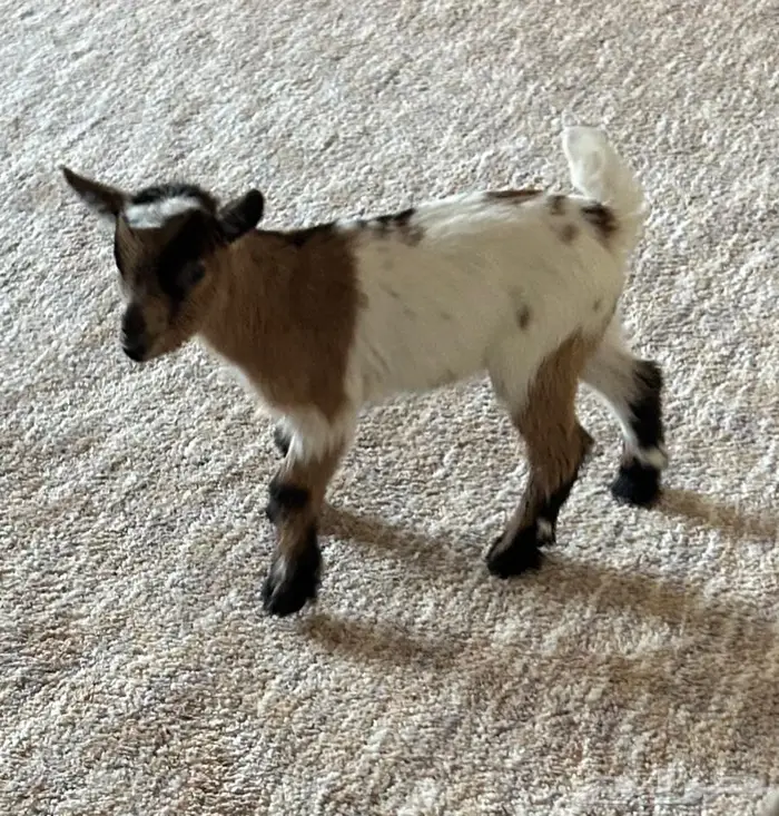 للبيع نوادر الماعز القزمي 0