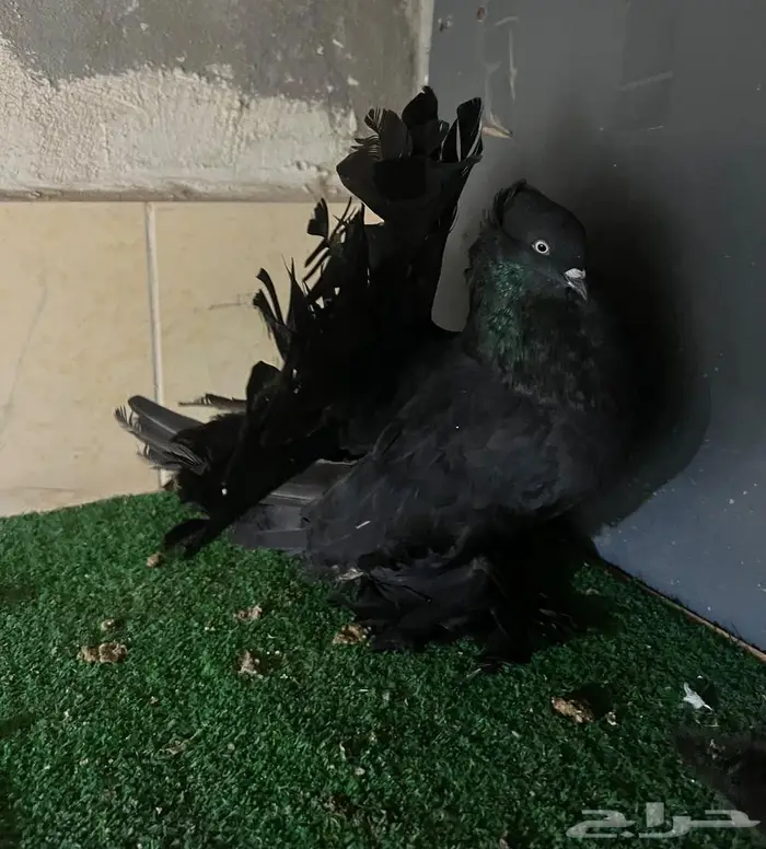 زوج رقاص منتج فاخر 2