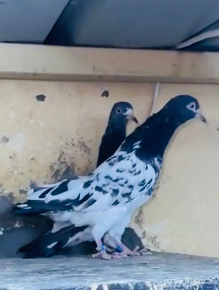 جوز أساس سيت ولا 5