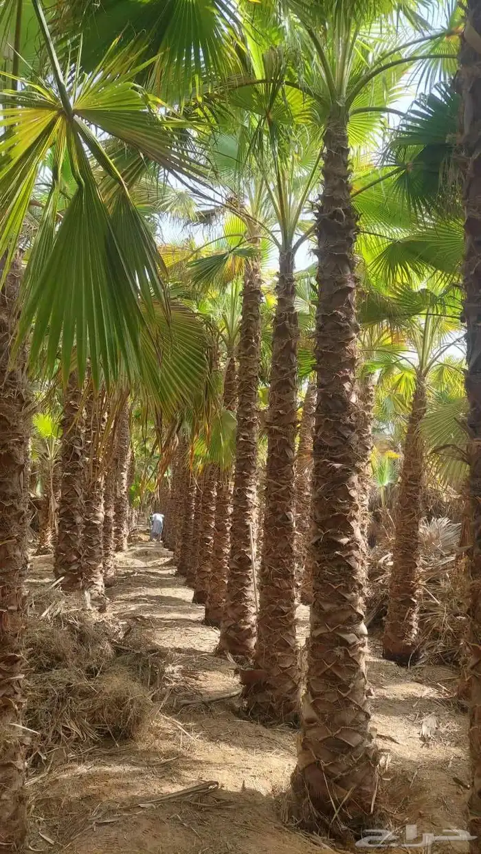 يوجد لدينا نخل جثايث كبار وفروخ مقلوع 2