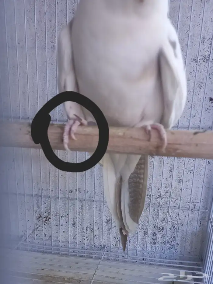 زوج كروان هولندي جرم ولون ..فخم..تم الحجز 9