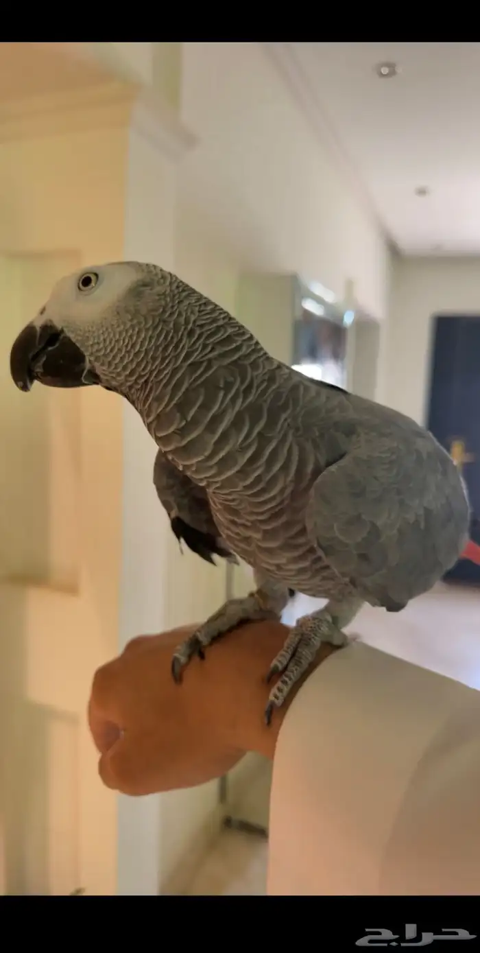 كاسكو مفقود حي الياسمين ببغاء 0