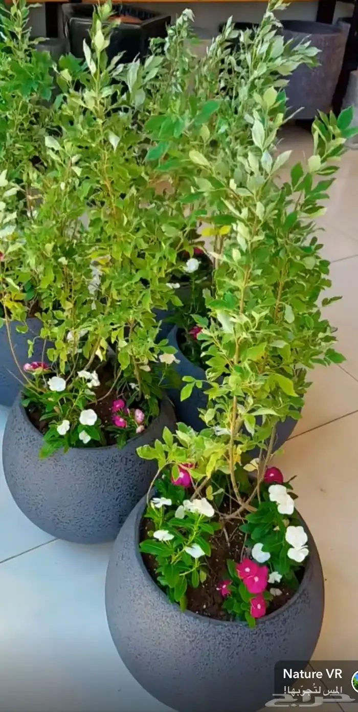 الطائف. الحوية رحاب 12