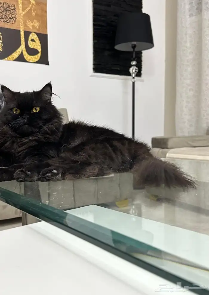 بلاكي للتبني 3