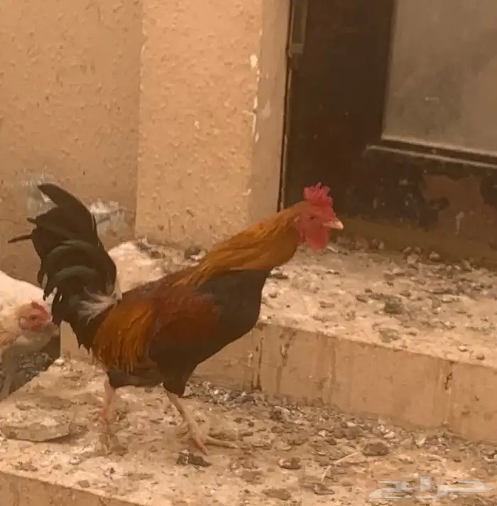 ديك عربي اصيل 5