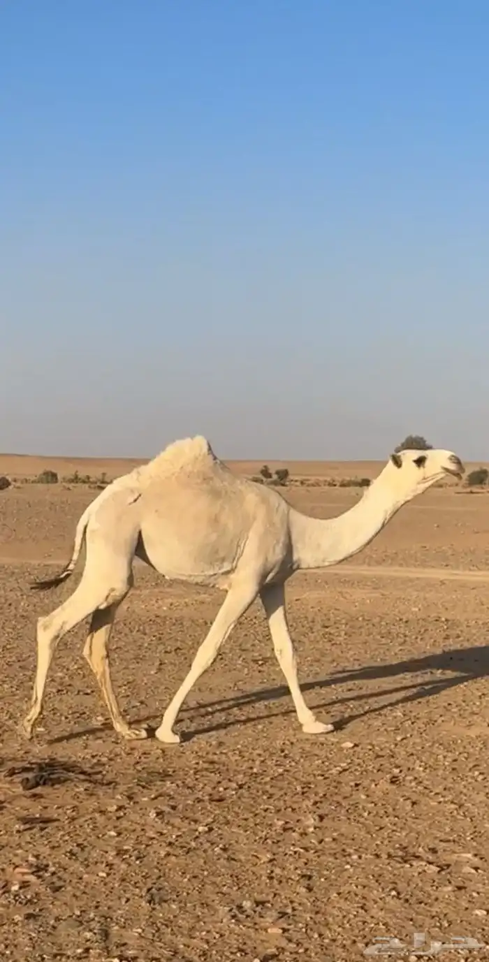 بكره للبيع رمانيه 0