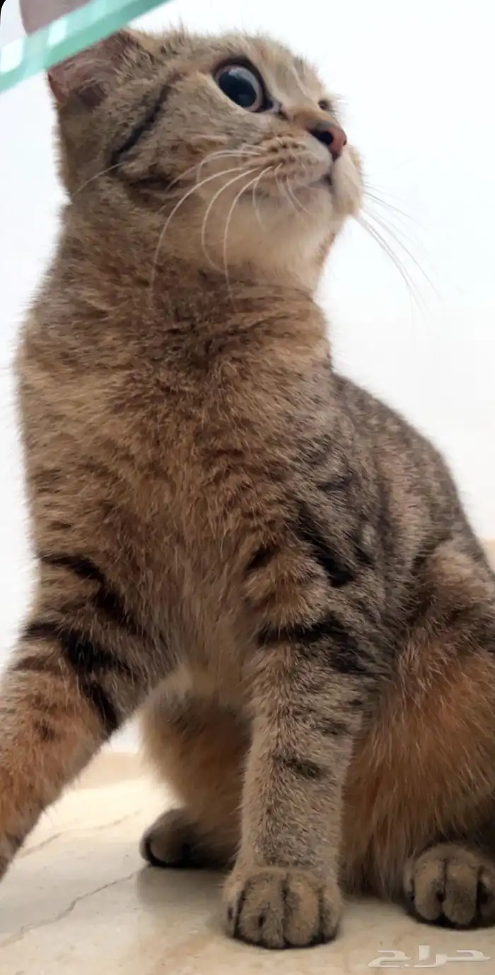 قطه للتبني 12