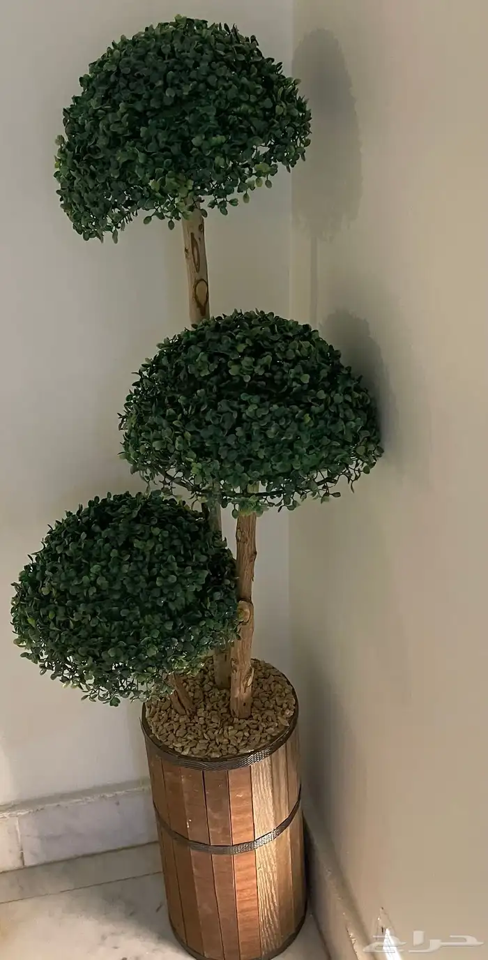 مجموعه من الشجيرات الكبار الوحده بميه والصغار الوحد ب50 3