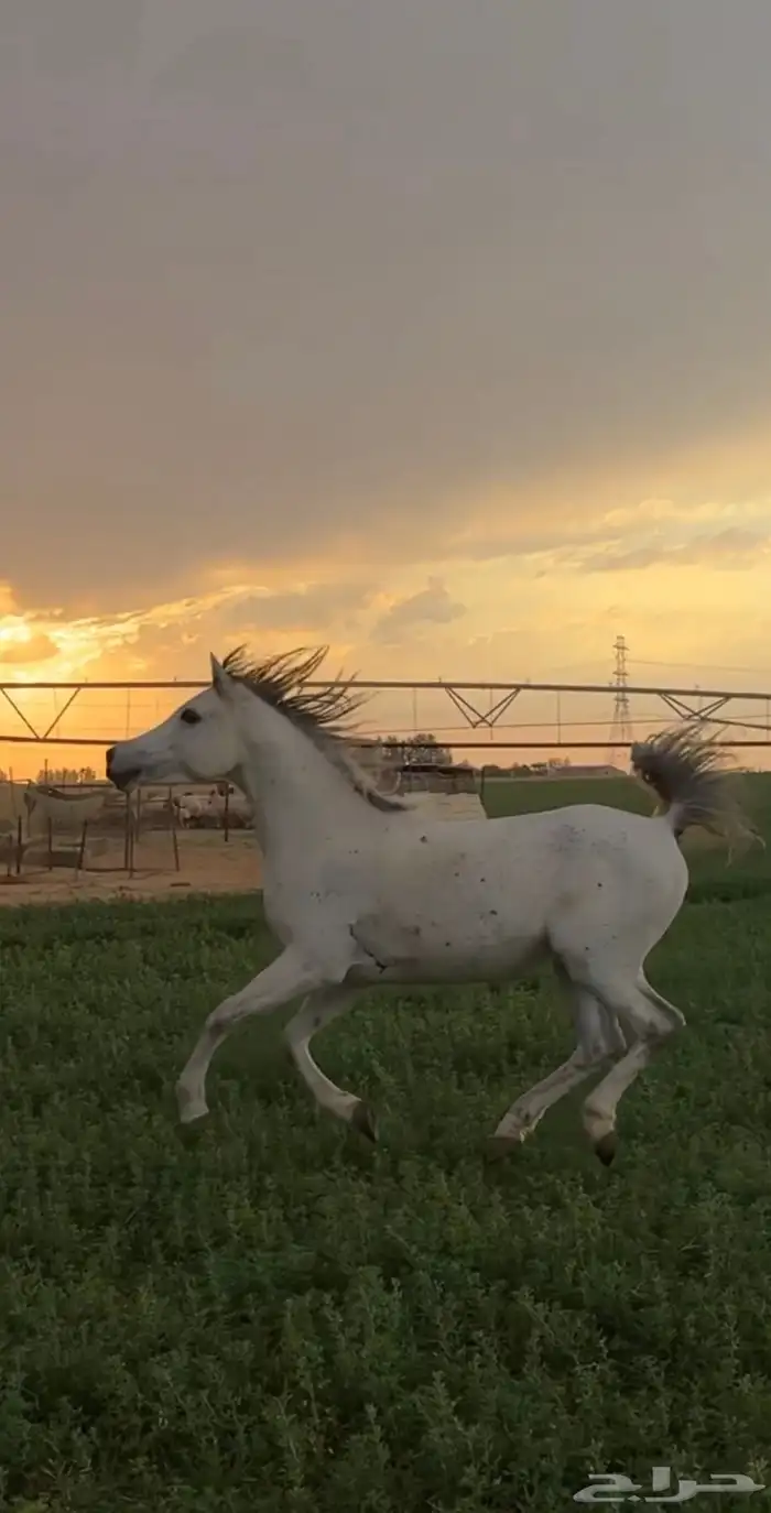 الحصان للبيع 0
