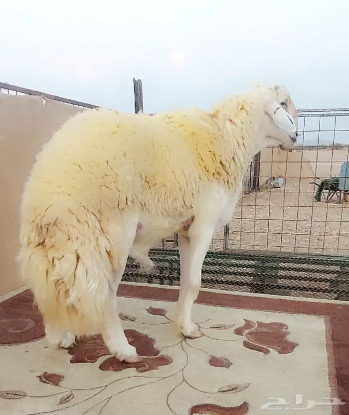 شاه صنف حري خلفه 4