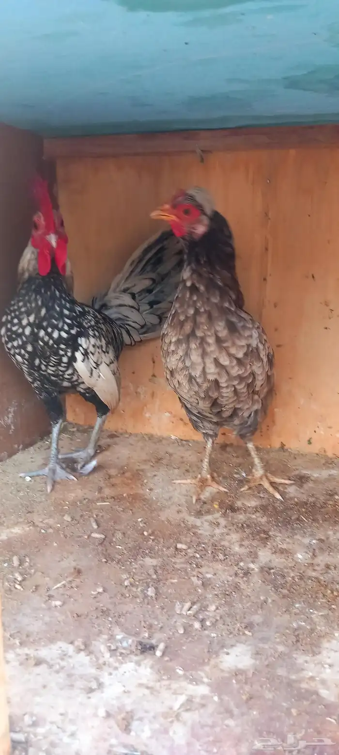 للبيع طقمين سبرايت 3