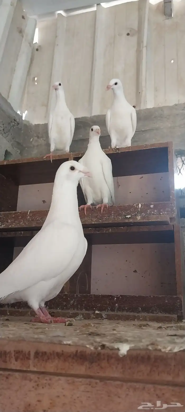 جوز زاجل ابيض صك مع انتاجه 1