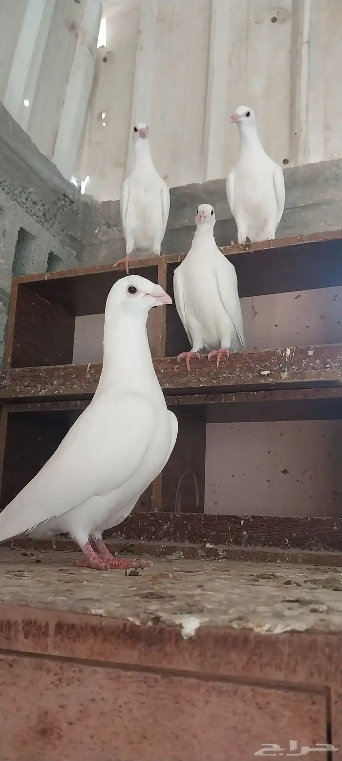 جوز زاجل ابيض صك مع انتاجه 0