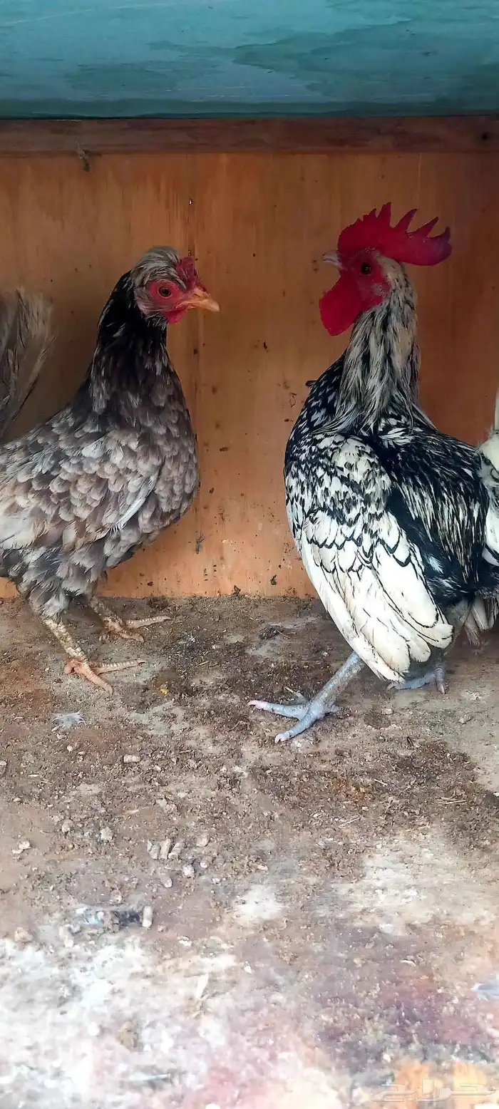 للبيع طقمين سبرايت 2