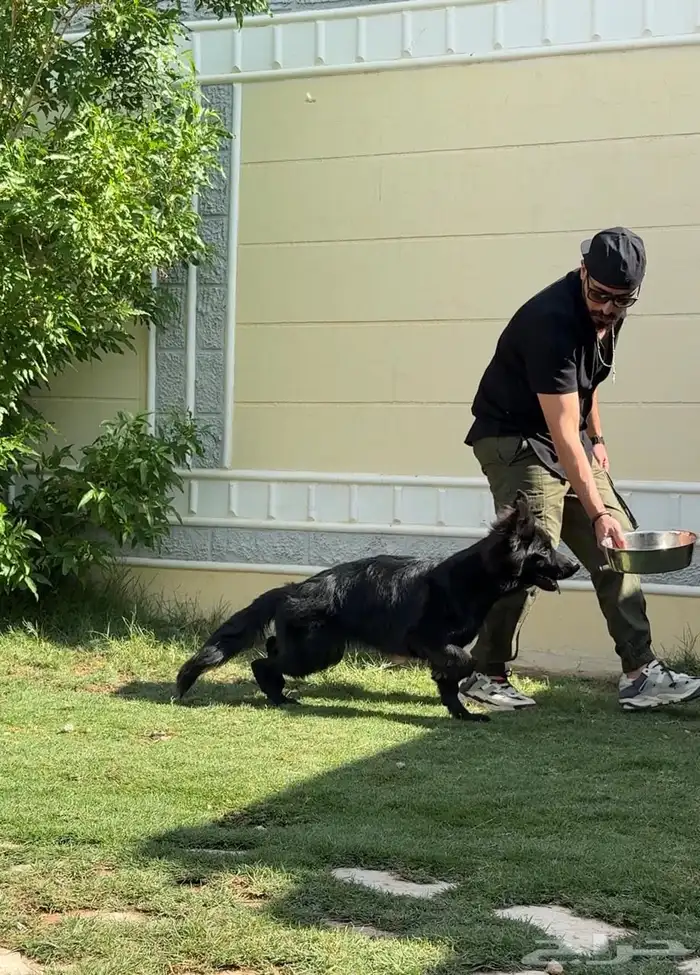 كلاب جيرمن 2