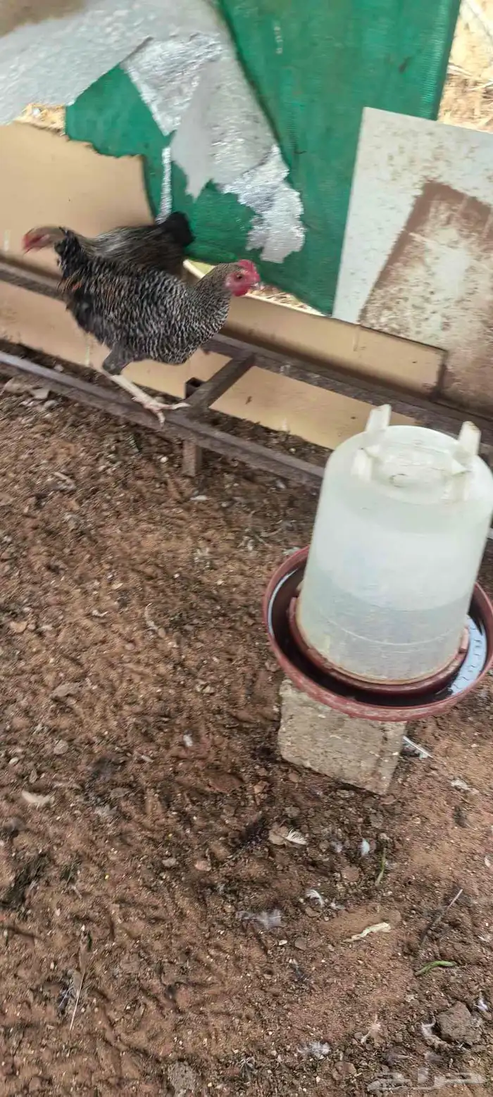 دجاج بلدي و تركي بيض الصحه لله الحمد العدد تقربيا 25 2