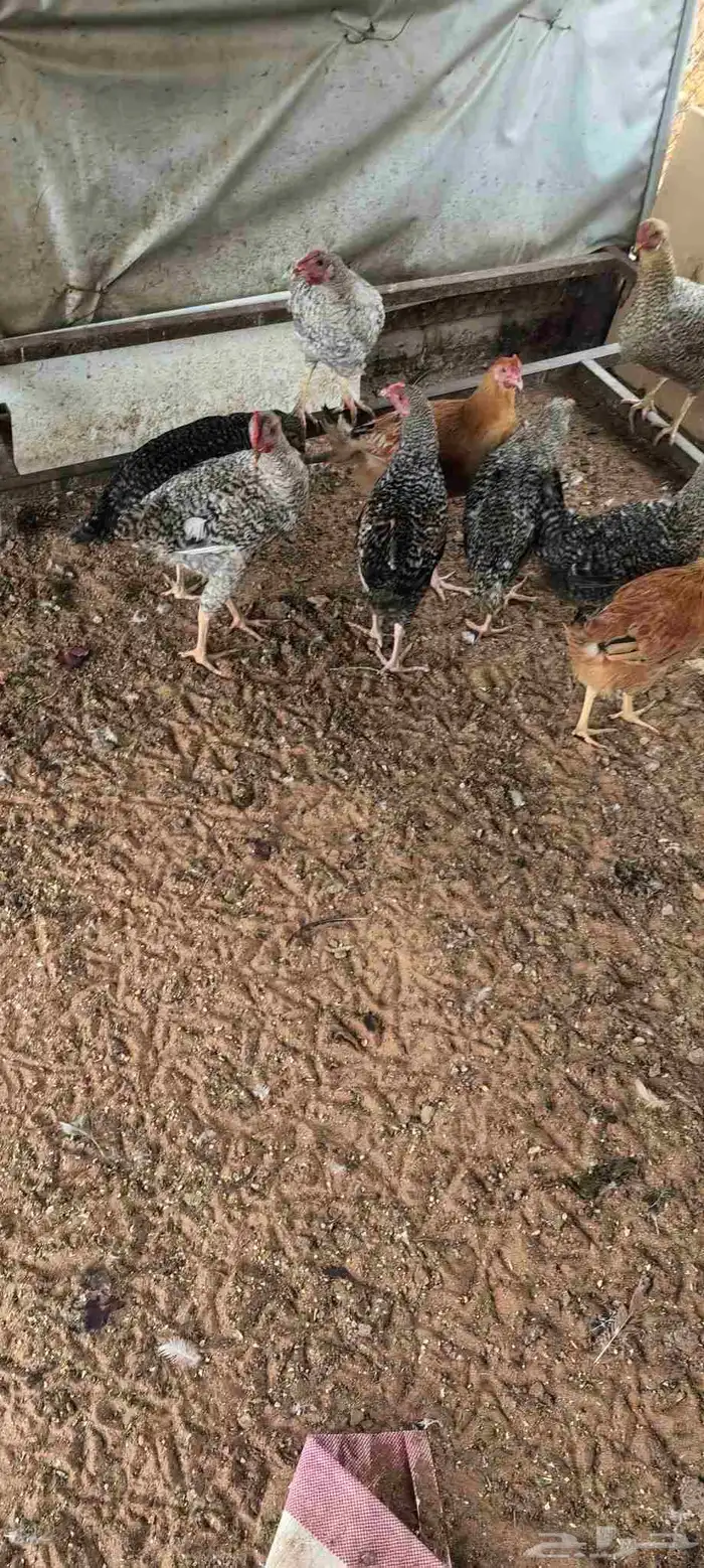 دجاج بلدي و تركي بيض الصحه لله الحمد العدد تقربيا 25 0