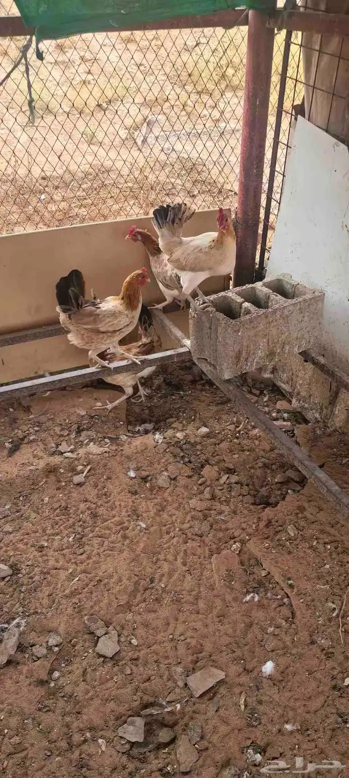 دجاج بلدي و تركي بيض الصحه لله الحمد العدد تقربيا 25 1