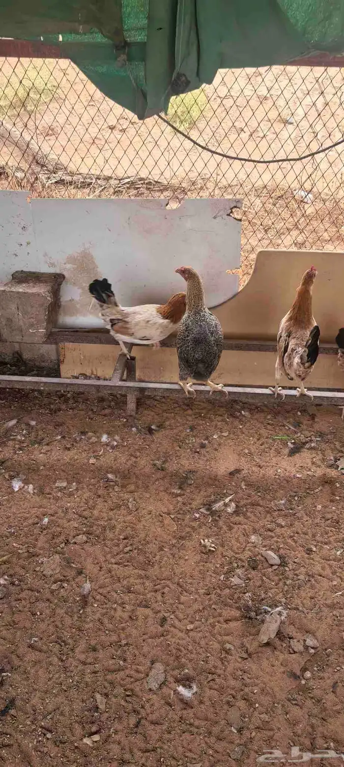 دجاج بلدي و تركي بيض الصحه لله الحمد العدد تقربيا 25 3