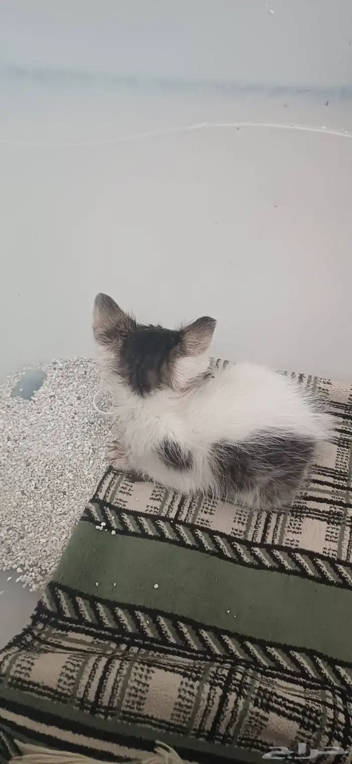 قط عمره اسبوعين للتبني 1