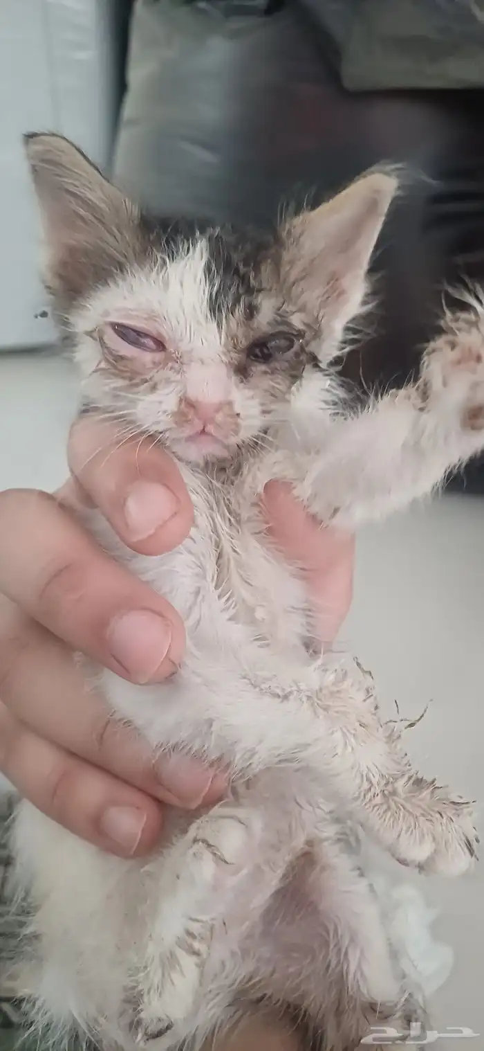 قط عمره اسبوعين للتبني 0