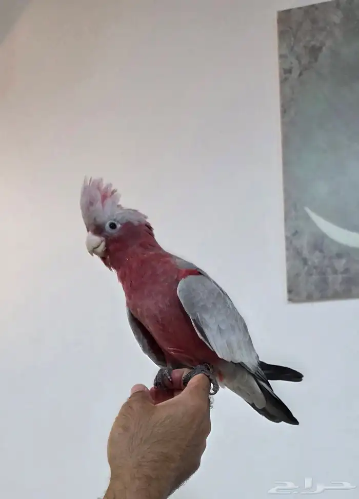 كوكاتو قالا 1