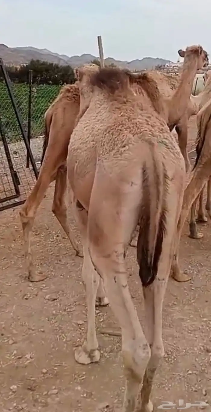 قعدان شرط نظافه مقفله شحم تربية مميزه اعمارها من 8 ل 9 شهور 1