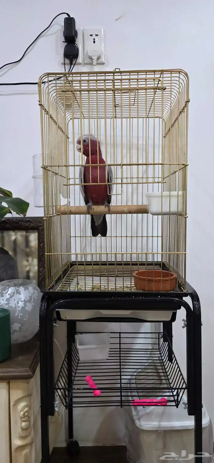 كوكاتو قالا 0