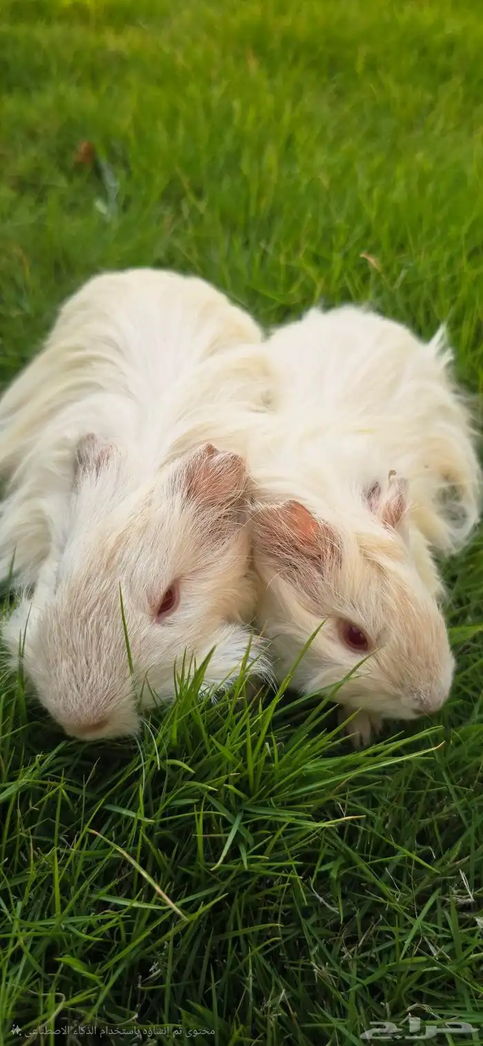 ارانب فرنسية 0