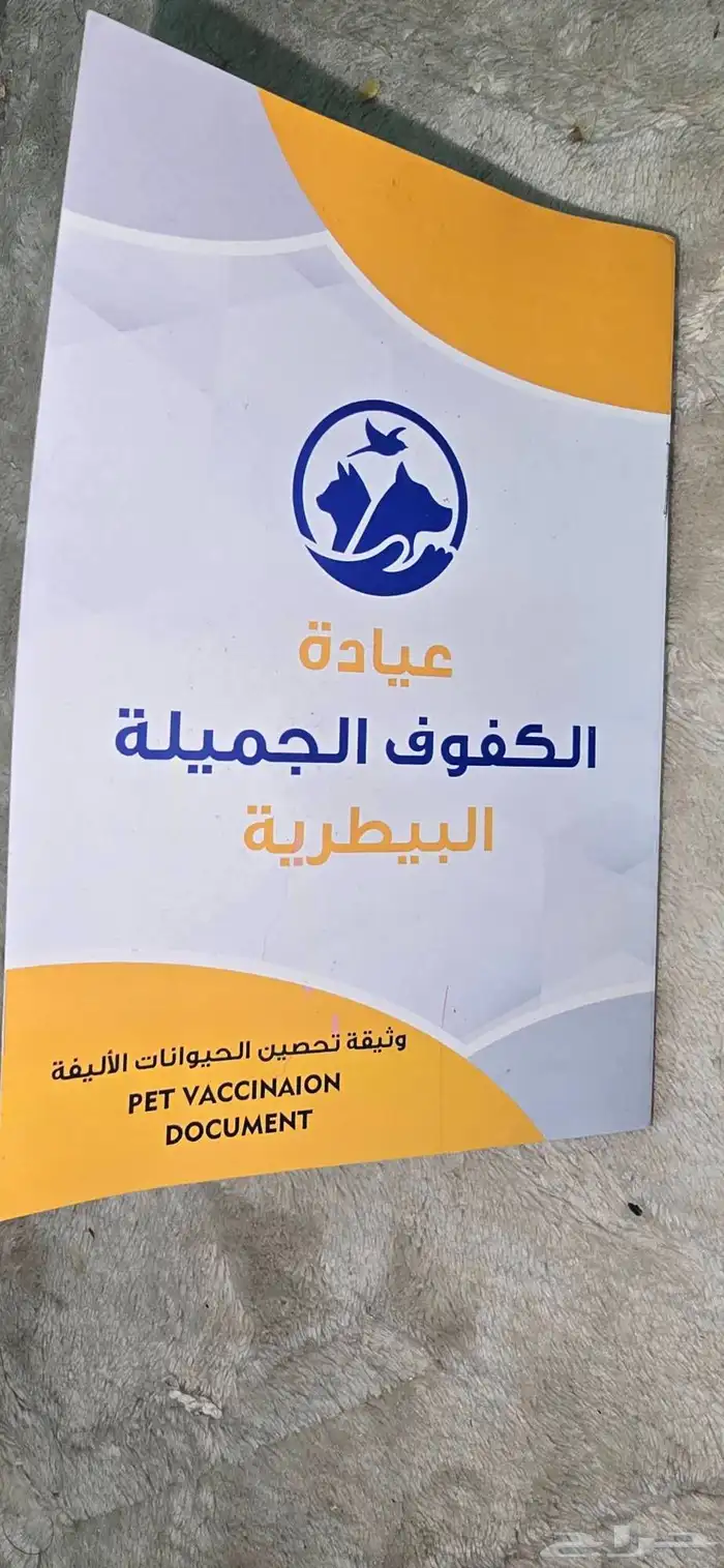 قطوة للتبني شيرازي 2