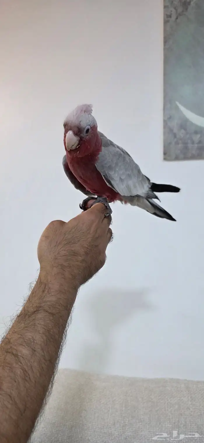 كوكاتو قالا 3