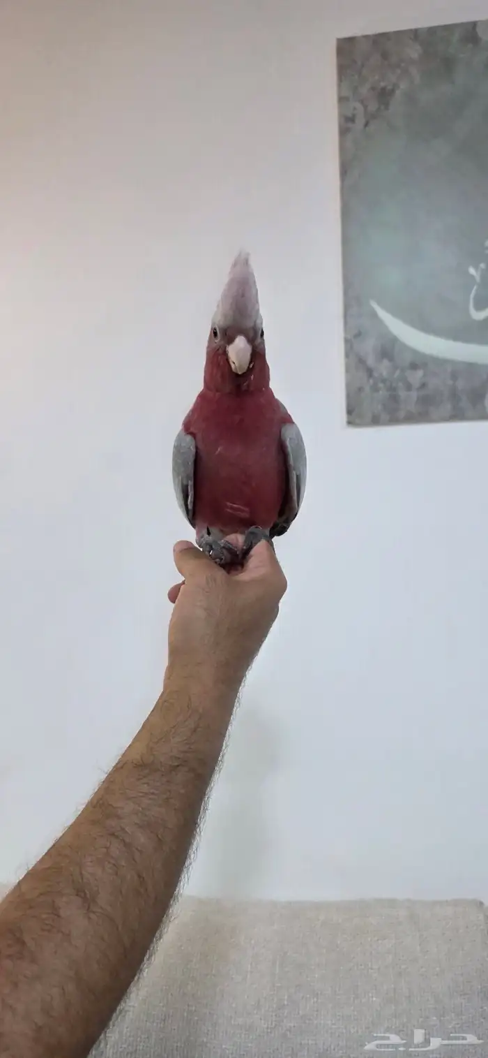 كوكاتو قالا 2