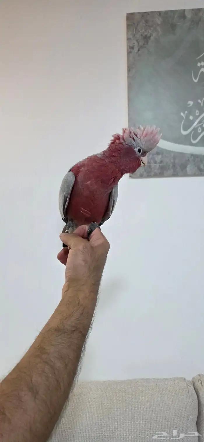 كوكاتو قالا 1