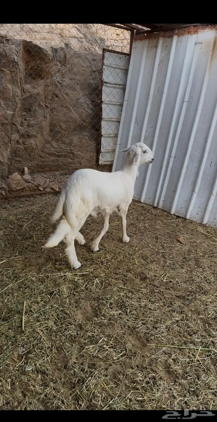 خروف للبيع عمره 5 اشهر 1