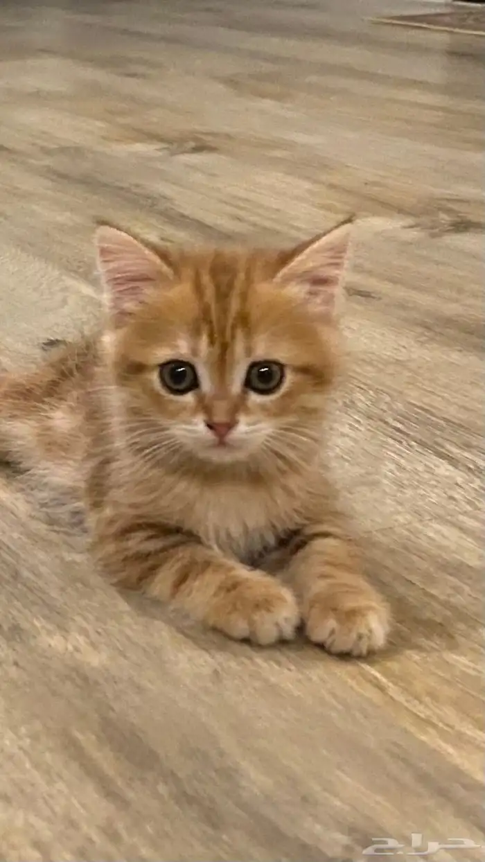 قطوه سكوتش ستريت 3