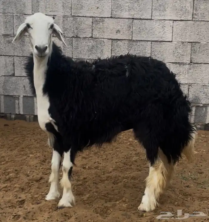 رخل جذعه دافع 3