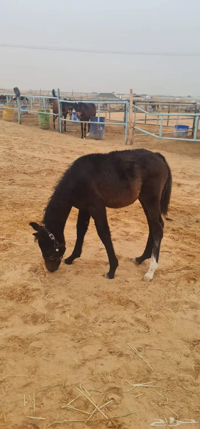 للبيع مهر ادهم واهو 1