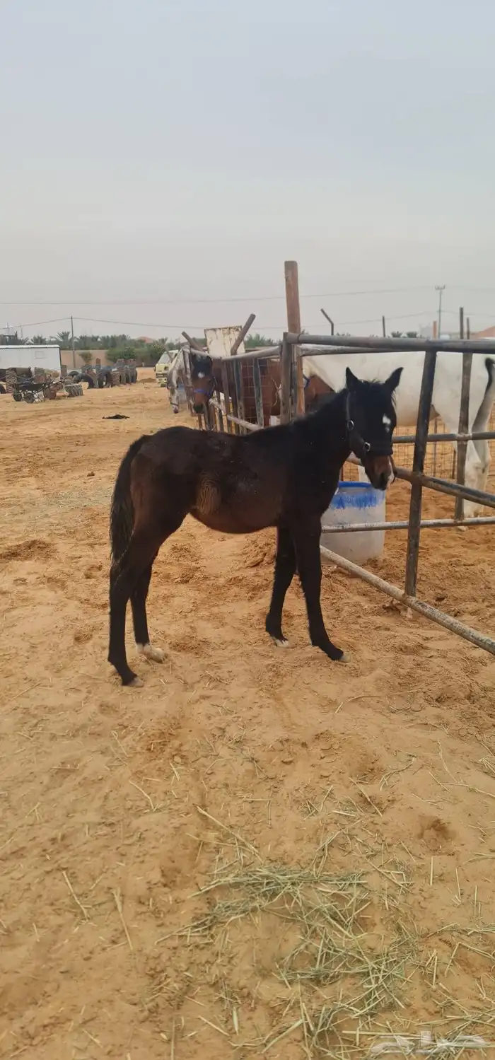 للبيع مهر ادهم واهو 2