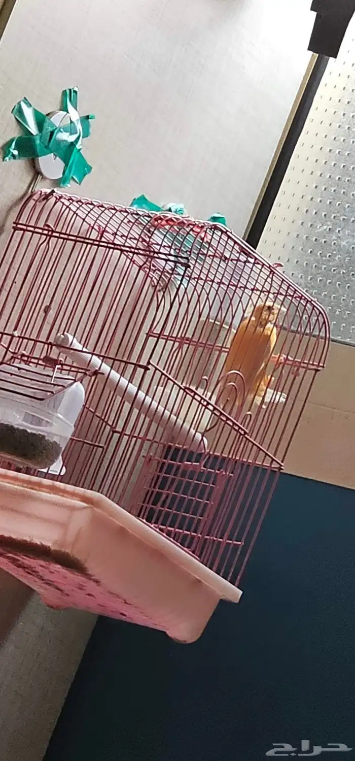 طيور كناري اقبل البدل 4