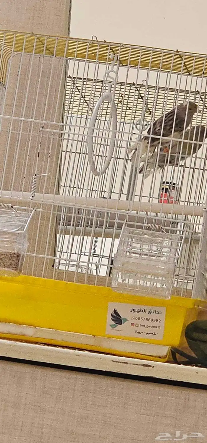 طيور كناري اقبل البدل 2