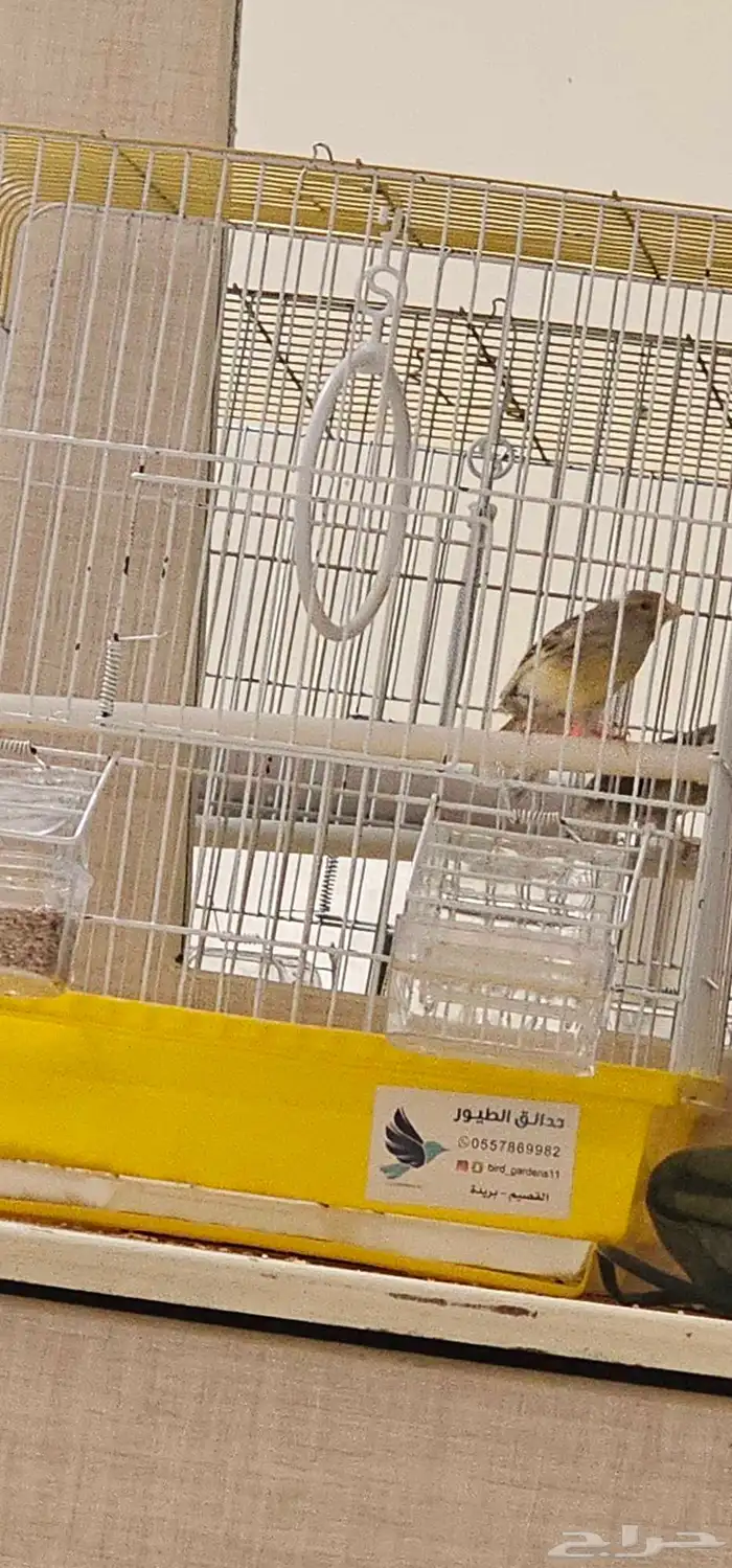 طيور كناري اقبل البدل 1