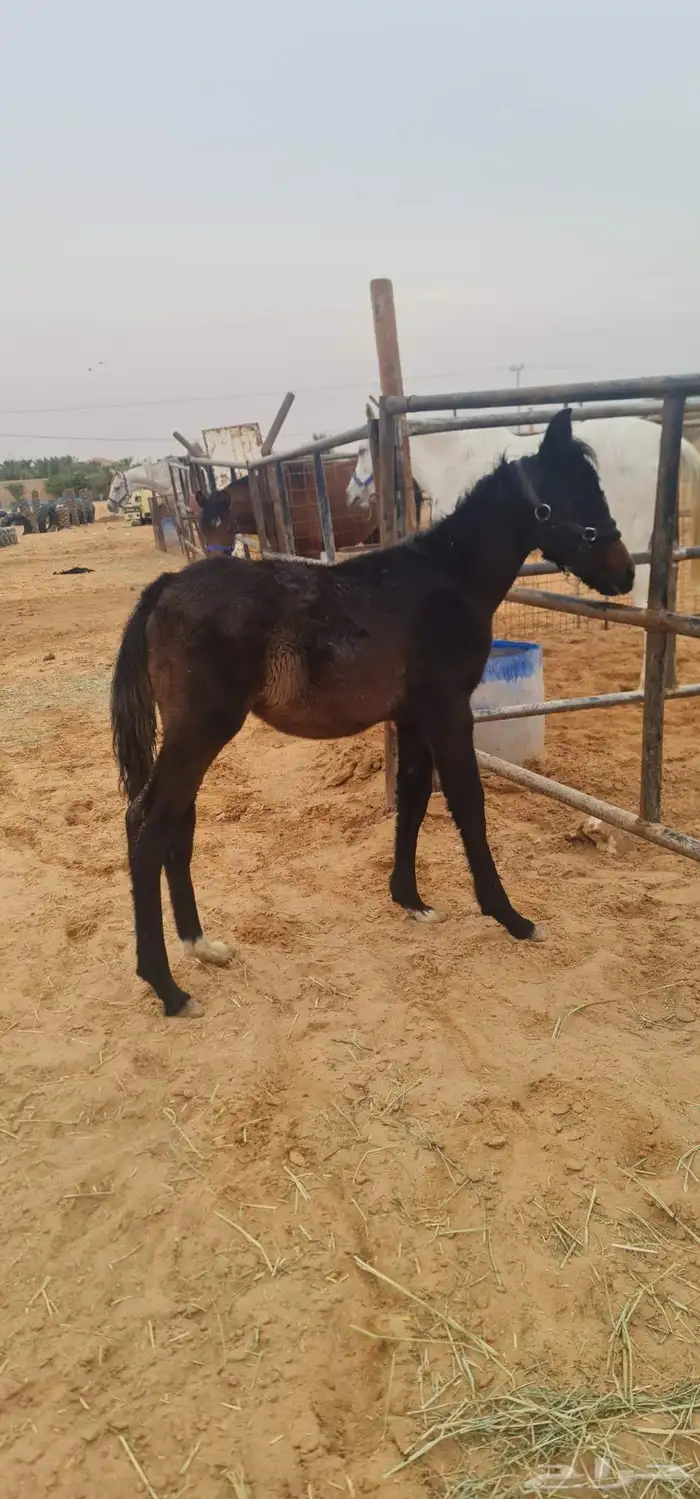 للبيع مهر ادهم واهو 3