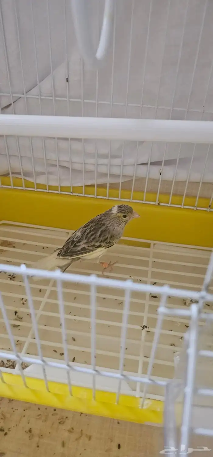 طيور كناري اقبل البدل 0
