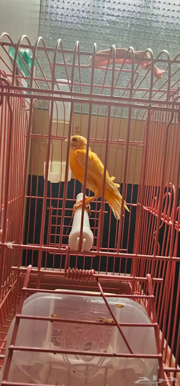 طيور كناري اقبل البدل 3