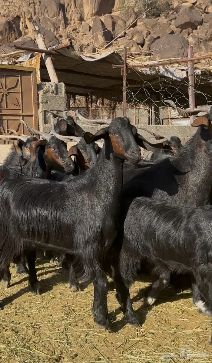 ماعز دغس فواخر 1